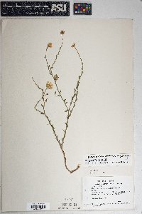 Machaeranthera scabrella image