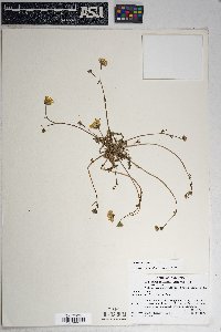 Malacothrix fendleri image