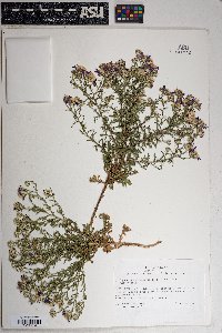 Machaeranthera tanacetifolia image