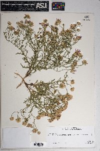 Baccharis brachyphylla image