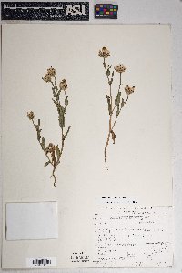 Malacothrix coulteri image