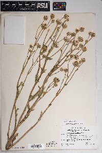 Malacothrix coulteri image