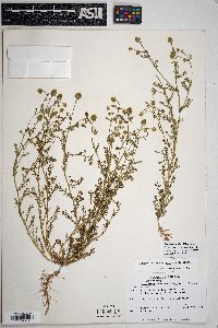 Matricaria discoidea image