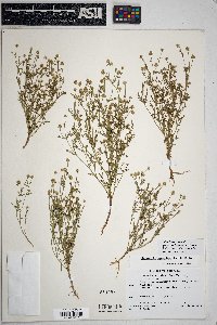 Matricaria discoidea image