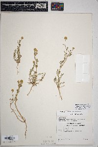 Matricaria discoidea image