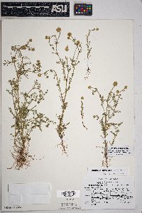 Matricaria discoidea image