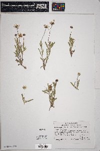 Melampodium leucanthum image