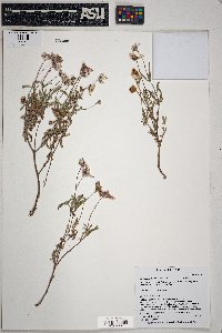 Melampodium leucanthum image