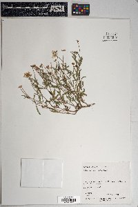 Melampodium leucanthum image