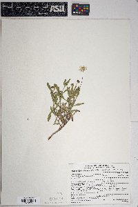 Melampodium leucanthum image