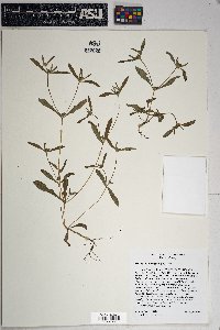 Melampodium longicorne image