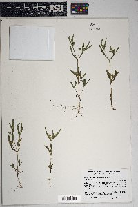 Melampodium longicorne image