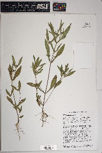 Melampodium longicorne image