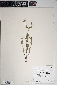 Melampodium strigosum image