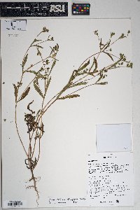 Melampodium strigosum image