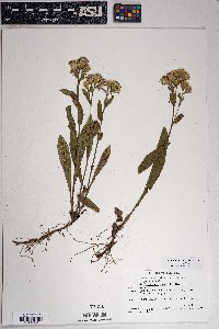 Oreochrysum parryi image