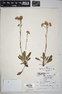 Packera neomexicana var. mutabilis image