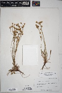 Packera neomexicana var. mutabilis image