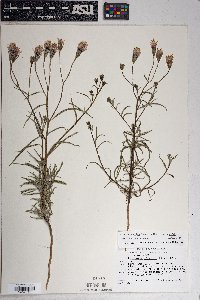 Palafoxia arida var. arida image