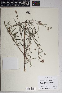 Palafoxia arida image