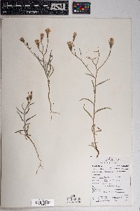 Palafoxia arida image