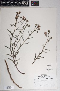 Palafoxia arida image