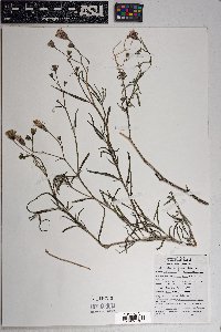 Palafoxia arida image