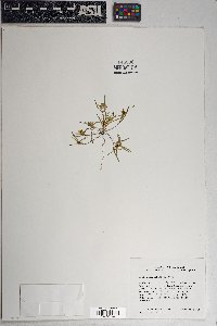 Pectis angustifolia image