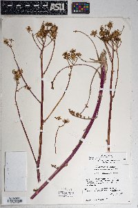 Packera quercetorum image