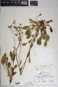 Packera streptanthifolia image