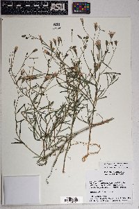 Palafoxia arida var. arida image