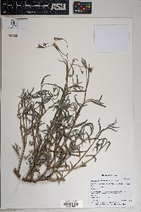 Palafoxia linearis image