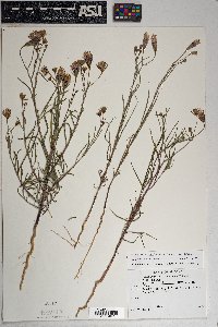 Palafoxia arida image