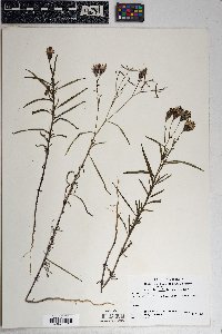 Palafoxia arida image