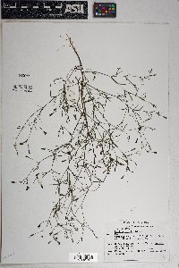 Pectis linifolia image