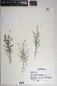 Pectis linifolia image