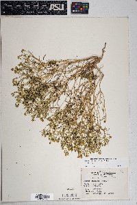 Pectis papposa var. papposa image