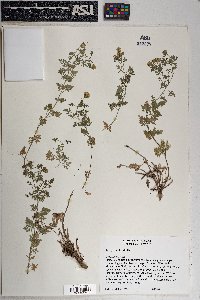 Perityle ambrosiifolia image