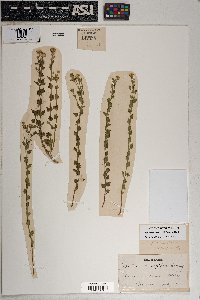 Potamogeton pusillus subsp. pusillus image