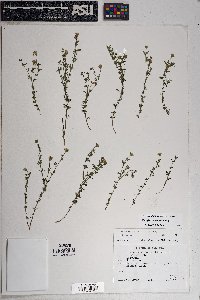 Perityle coronopifolia image