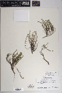 Perityle coronopifolia image