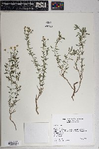 Perityle coronopifolia image