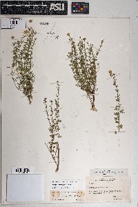 Perityle coronopifolia image