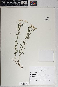 Perityle coronopifolia image