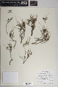 Perityle coronopifolia image