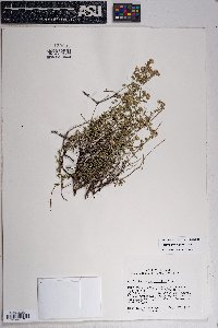 Perityle coronopifolia image