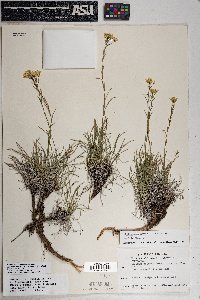 Petradoria pumila var. graminea image