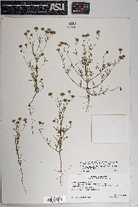 Picradeniopsis multiflora image