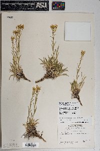 Petradoria pumila var. pumila image