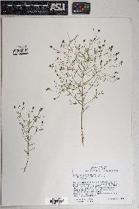 Schkuhria pinnata image